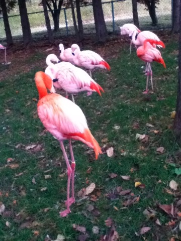 20111015zoo_flamingo