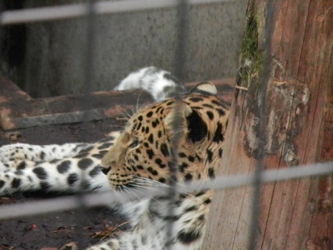 20111015zoo_leopard