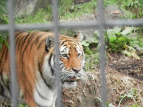 20111015zoo_tiger